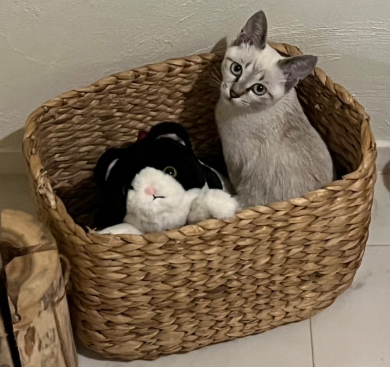 ぬいぐるみ/Cat's NapTime | アフタヌーンティー公式通販サイト