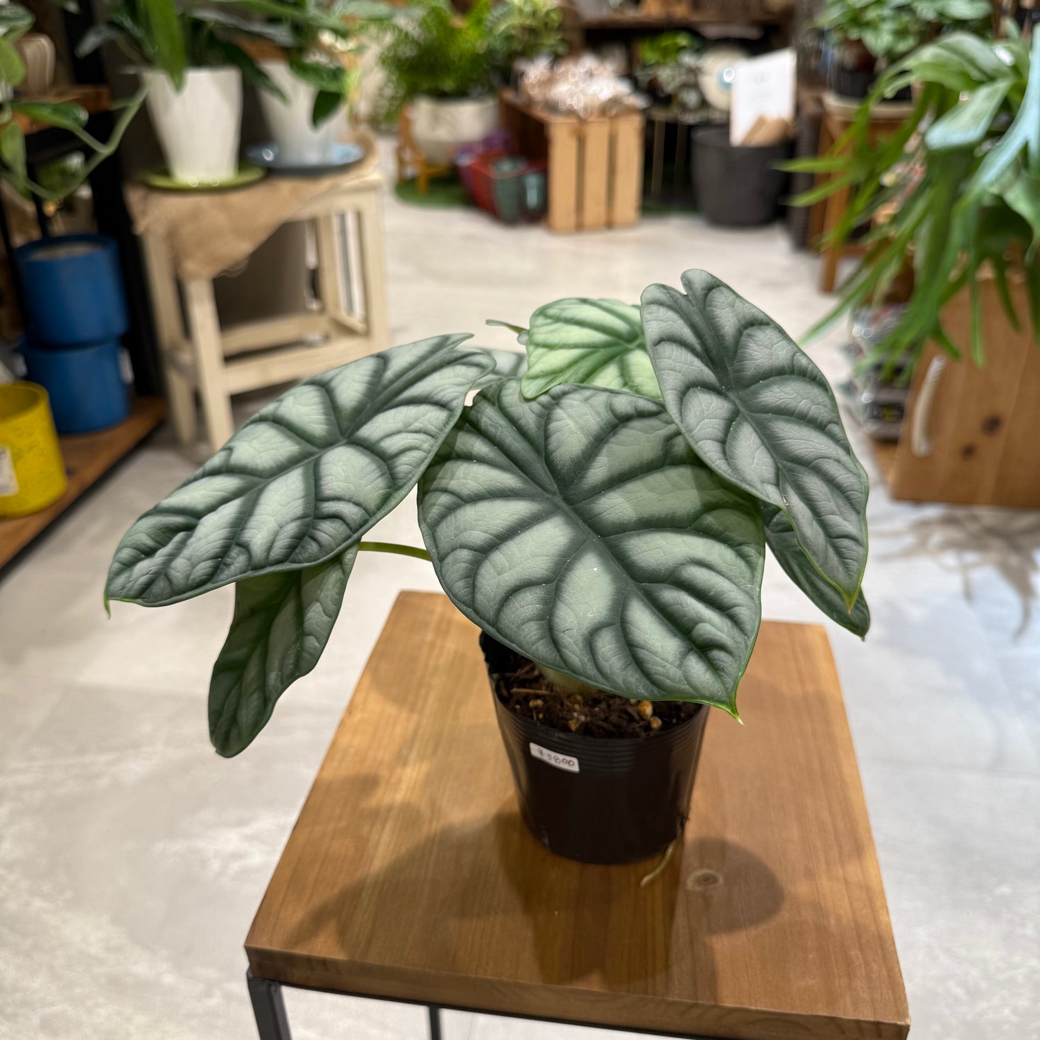 レア品種】アロカシア・シルバードラゴン｜観葉植物 – hanna