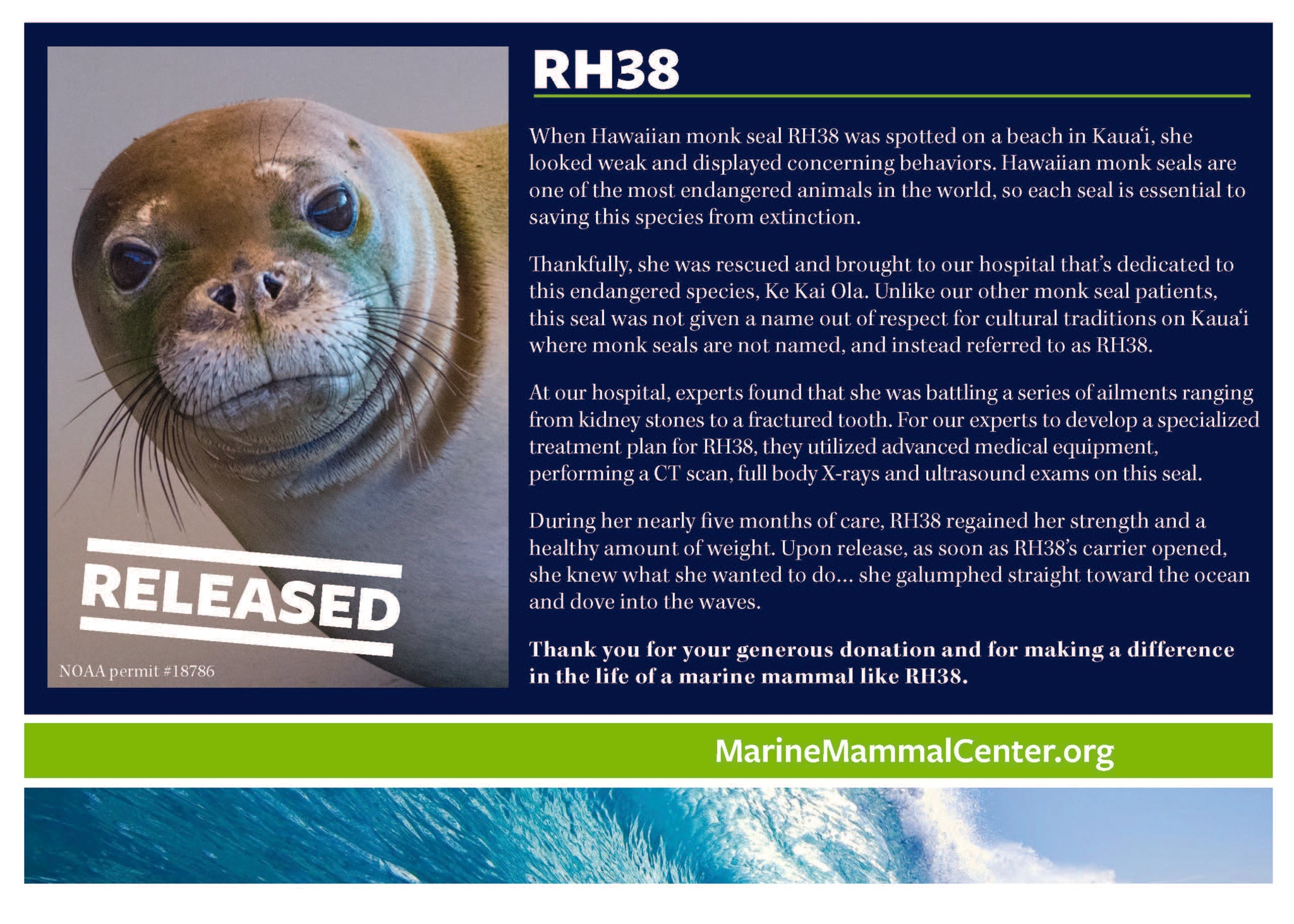 Adopt-a-Seal® - RH38 - Exclusive Digital Download! – The Marine