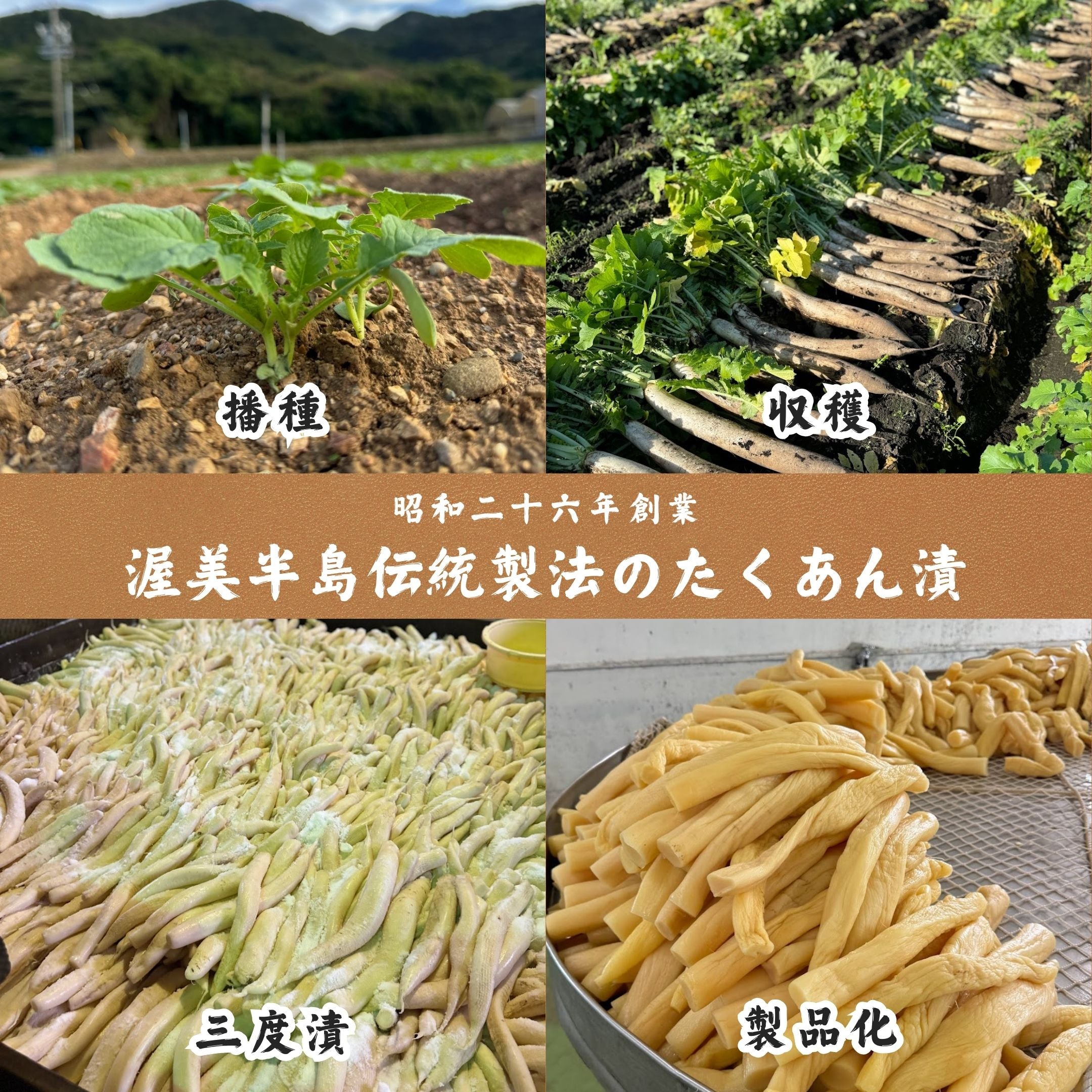 しそ味たくあん | オンラインショップ | キムラ漬物 | 沢庵屋のたくあん