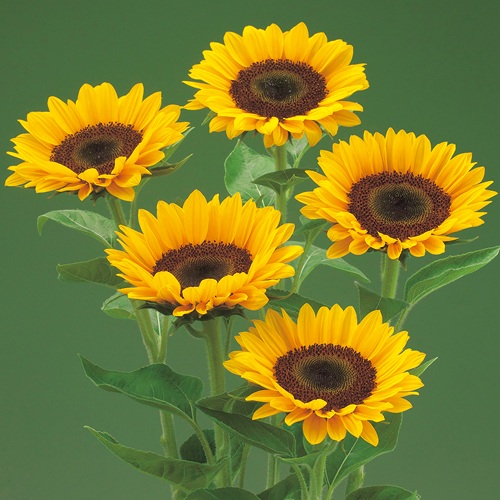 ひまわり・F1サンリッチUP オレンジ| 種・苗・ガーデニング用品の