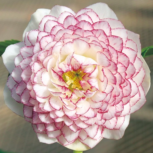 クリスマスローズ・多弁ダブルピコティ| 種・苗・ガーデニング用品の