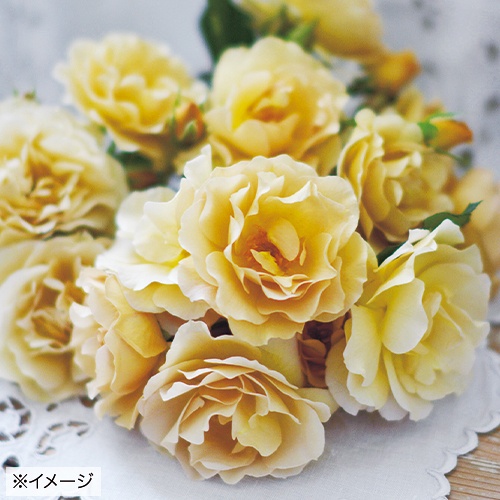 バラ・ラ ブロッシュ 農水省品種登録出願中(品種名:2021カワモLAB)| 種