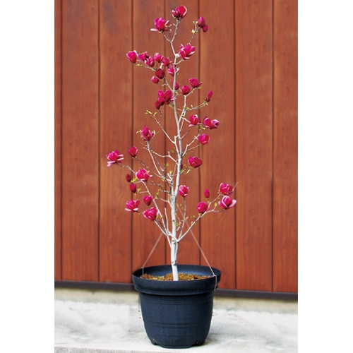 モクレン・ジェニー 農水省登録品種 (品種名：GENIE)| 種・苗