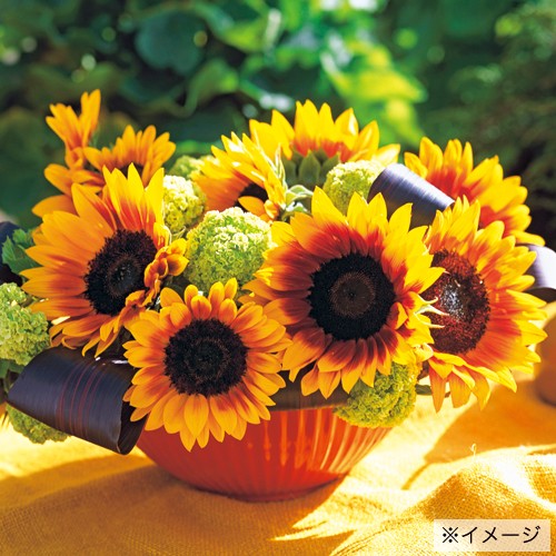 ひまわり・F1ソーラーパワー| 種・苗・ガーデニング用品の【タキイ