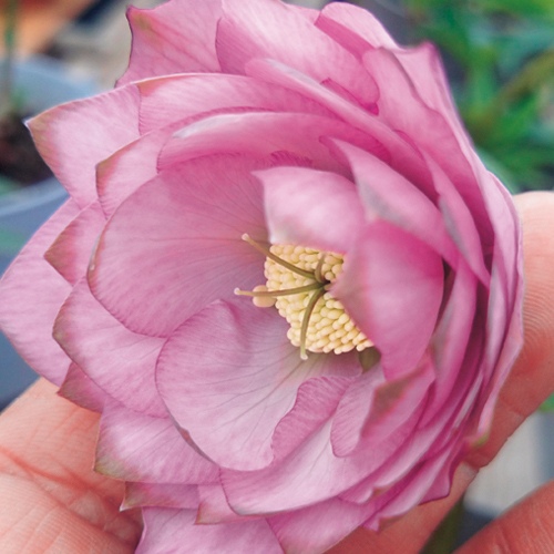 クリスマスローズ・アンティークピエラ| 種・苗・ガーデニング用品の