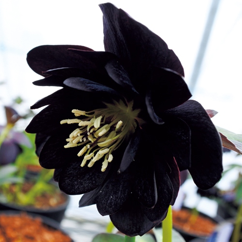 クリスマスローズ・ブラックダブル| 種・苗・ガーデニング用品の