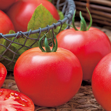 大玉トマト・桃太郎ワンダー 農水省登録品種（品種名：TTM111）| 種