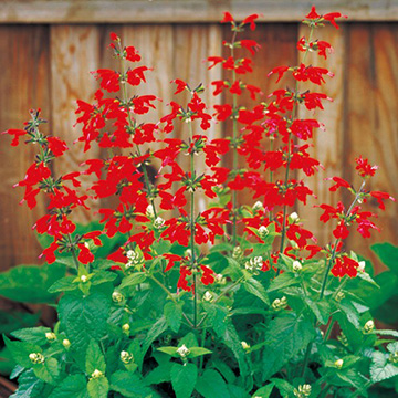 サルビア・アカプルコ （品種名：TL585）| 種・苗・ガーデニング用品の