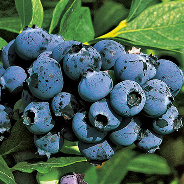 ブルーベリーの苗｜タキイネット通販【公式】