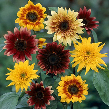 ひまわり・F1モネパレット| 種・苗・ガーデニング用品の【タキイネット