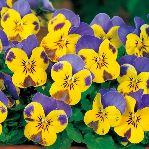 ビオラ・F1ソルベ イエローブルージャンプアップ| 種・苗