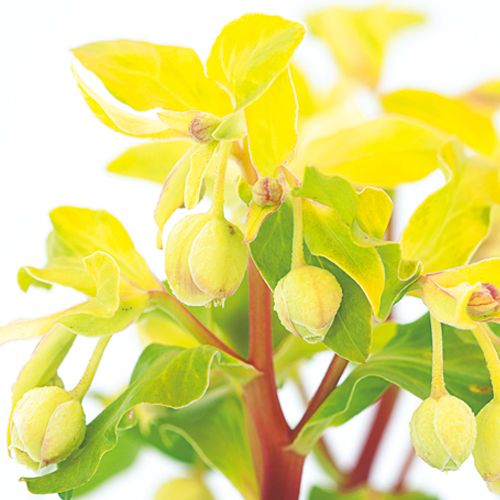 クリスマスローズ・フェチダス ゴールドブリオン| 種・苗