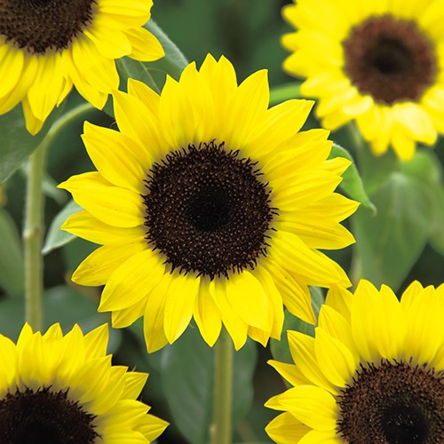 徳用 ひまわり・F1サンリッチ(R) レモン| 種・苗・ガーデニング用品の