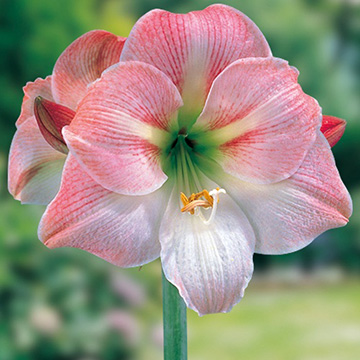 ポット植えアマリリス・白桃色種| 種・苗・ガーデニング用品の【タキイ