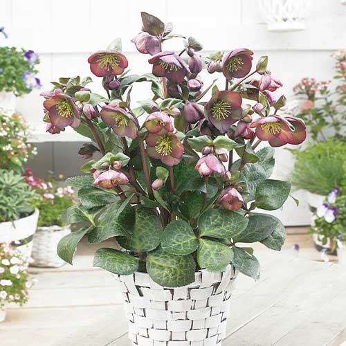 クリスマスローズ・ダナズダルセット| 種・苗・ガーデニング用品の