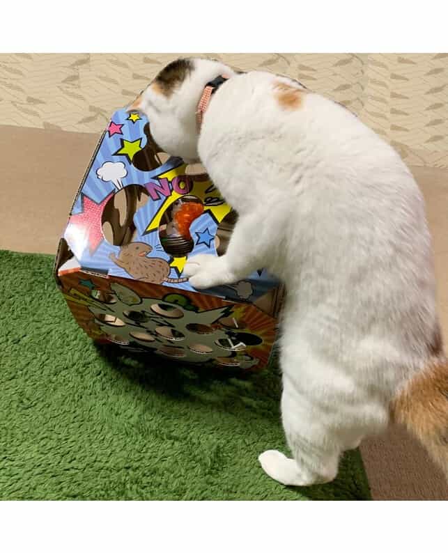 ドギーマンハヤシ 猫ちゃんテンション爆アゲBOX（4976555845280）｜猫