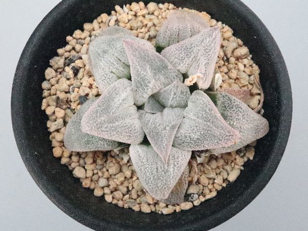 多肉植物・サボテン販売～PICO庵～ / ハオルチア属 白銀鉄道