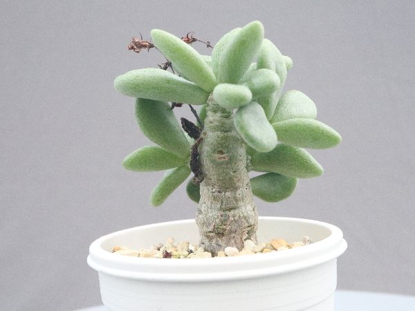 多肉植物・サボテン販売～PICO庵～ / チレコドン属 デシピエンス