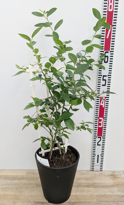 楽天市場】大実ブルーベリー オニール 苗木 5.5号 【サザンハイ