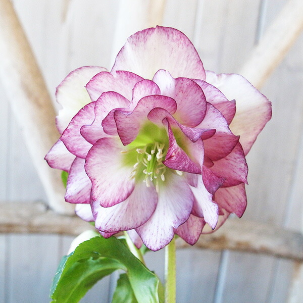 楽天市場】クリスマスローズ ダブル 開花株 ブラックブロッチ 4.5号