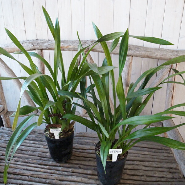 楽天市場】ミスマフェット 花芽2芽付き 4.5号鉢 送料無料