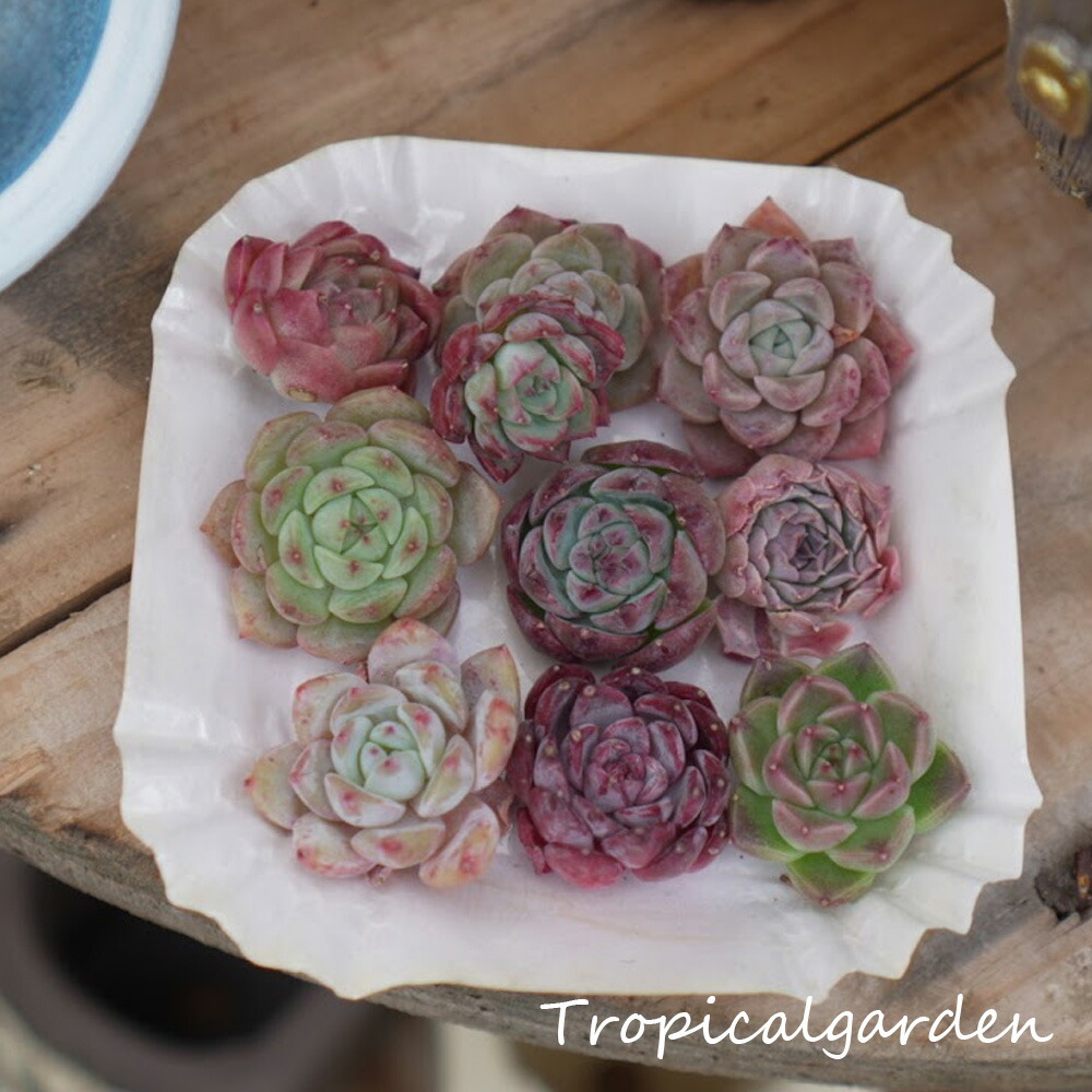 楽天市場】寄せ植え 10セット寄せ植え用 多肉植物 エケベリア お任せ9