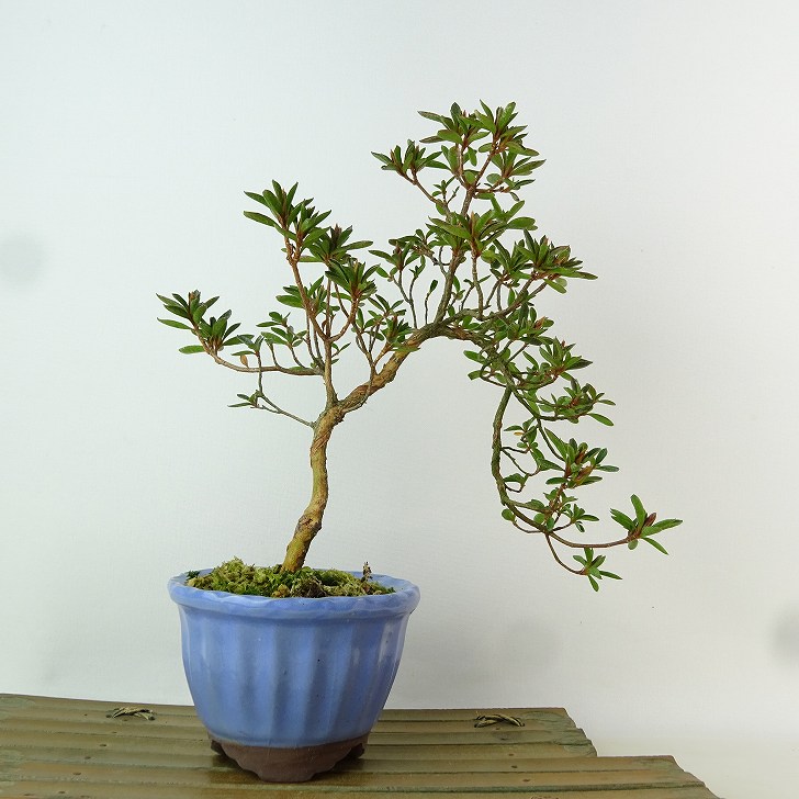 楽天市場】盆栽 皐月 星の輝 樹高 約23cm さつき Rhododendron indicum