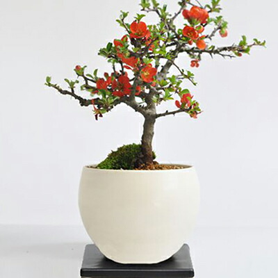 楽天市場】母の日 ミニ盆栽 特選 長寿梅 職人仕立てのミニ盆栽 鉢植え