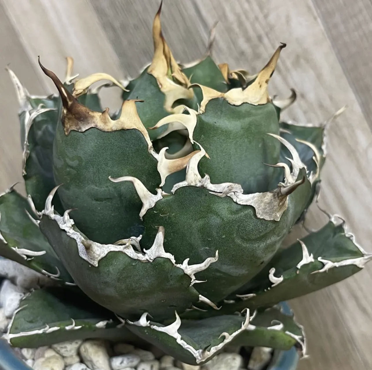 楽天市場】アガベ チタノタ （ HX)黒犀白鯨 スーパーチタノタ 悪魔くん