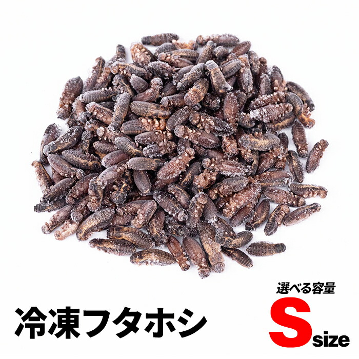 楽天市場】冷凍コオロギ S 20g 40g 100g 送料無料 1cm程 エサラボ 冷凍