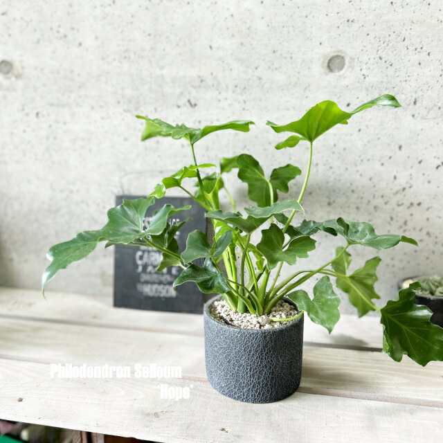 楽天市場】観葉植物【フィロデンドロン属】フィロデンドロン・セローム