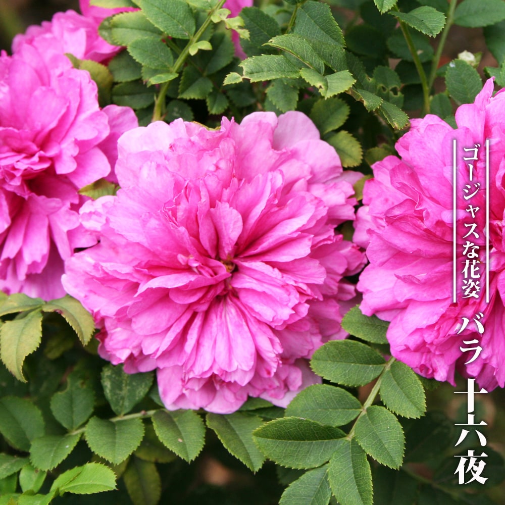 楽天市場】箱根サンショウバラ 【日輪】 3号ポット苗 【ハナヒロ