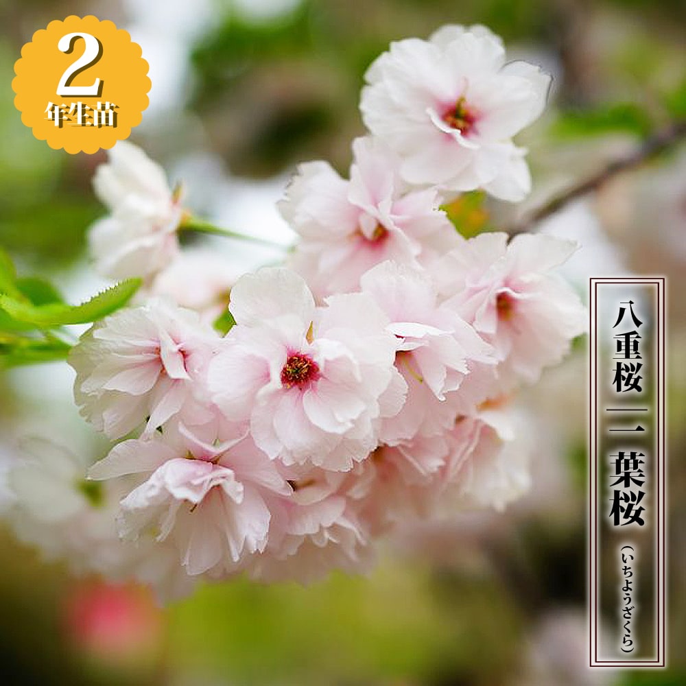 楽天市場】楽天スーパーセール対象商品 八重桜 【一葉桜】 2年生 接木