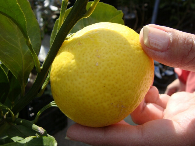 楽天市場】黄金柑 （ゴールデンオレンジ ） 3年生接木大苗 【産地で