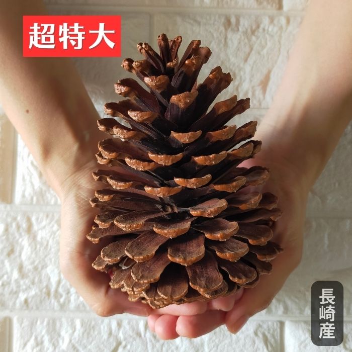 楽天市場】10〜12cm程度□巨大 国産 松ぼっくり/まつぼっくり1個