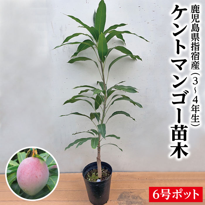 楽天市場】【鹿児島県 指宿産 マハチャノックマンゴー苗木1本 3〜4年生