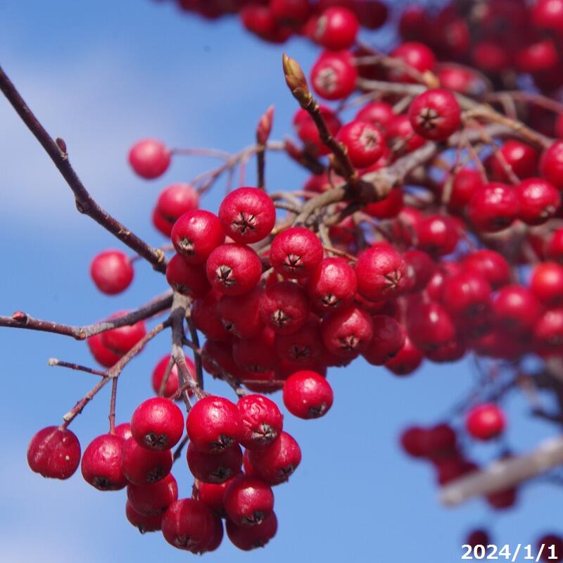 楽天市場】【現品発送】アロニア(クックベリー)株立樹高1.8-2.0m(根鉢