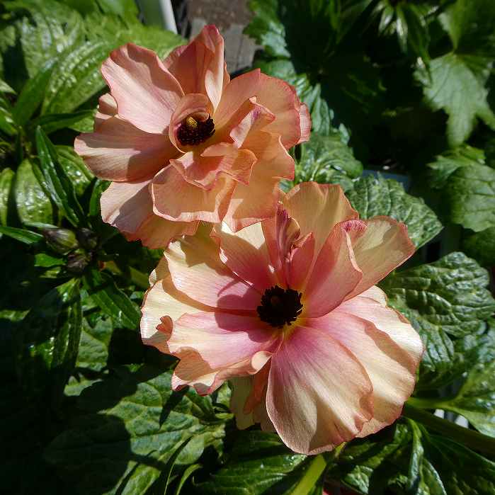 楽天市場】花苗 ラナンキュラス ラックス ロティス 4号ポット 苗 耐寒