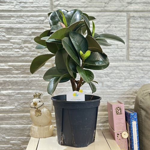 楽天市場】鉢花 観葉植物：フィリカ プベッセンス ワフトフェザー*5号