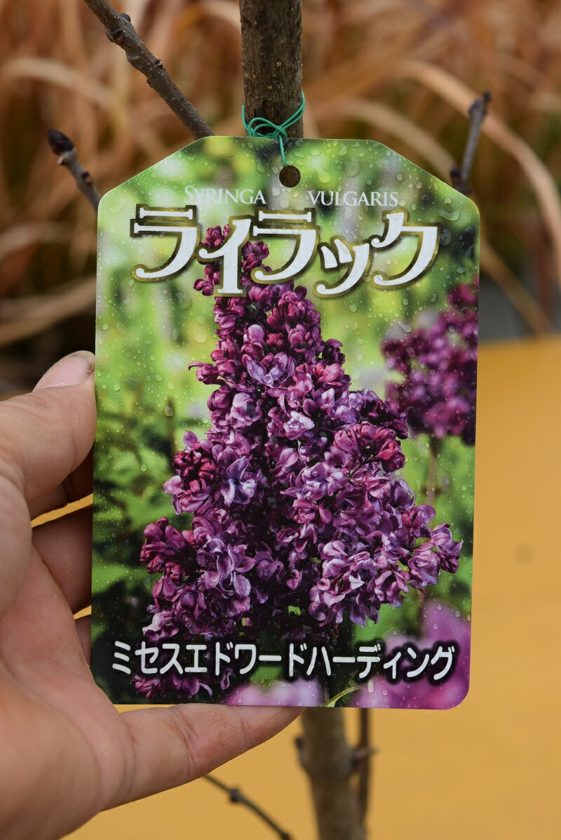 楽天市場】ライラック プレジデントグレビー 接木2年生 1本 : e-フラワー
