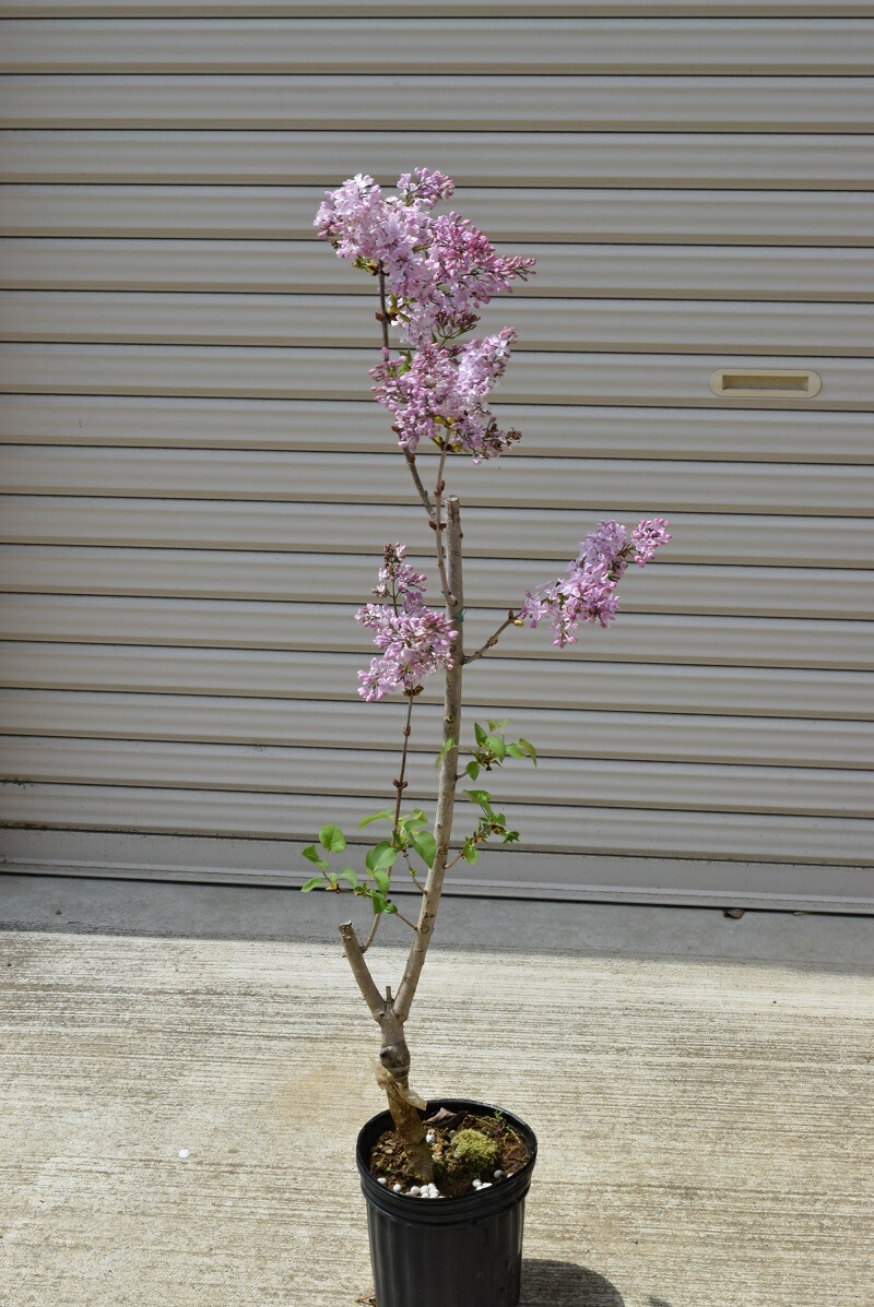 楽天市場】ライラック プレジデントグレビー 接木2年生 1本 : e-フラワー