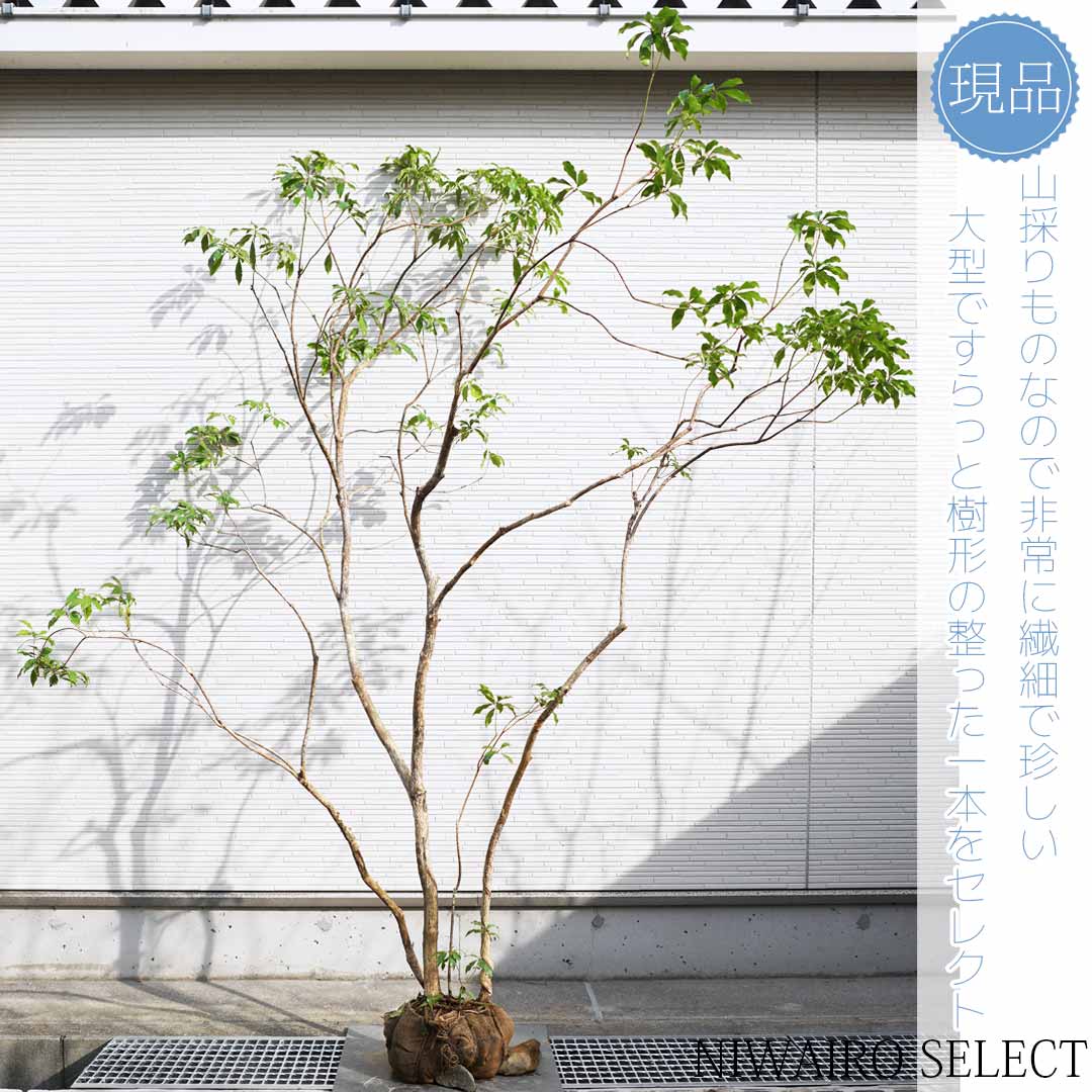 楽天市場】山採り【アセビ】 株立ち 自然樹形 樹高H≒145 × 枝張W