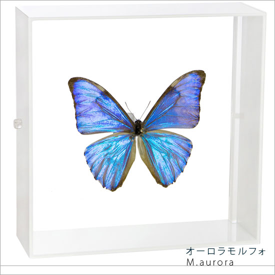 楽天市場】昆虫標本 蝶の標本 キプリスモルフォ アクリルフレーム 20cm