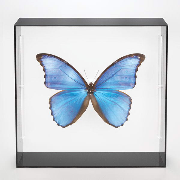 楽天市場】世界の珍しい本物の昆虫標本コレクション 第2弾 「キプリス