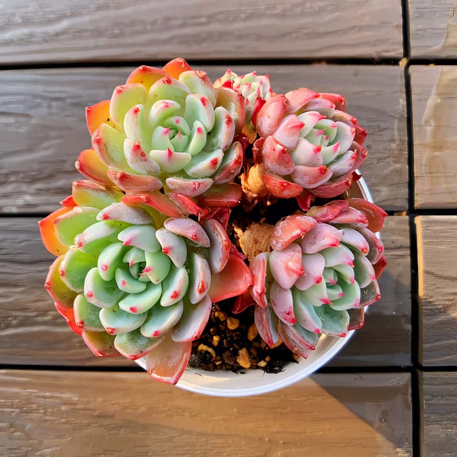 楽天市場】農園直売 多肉植物 寄せ植え エケベリア属 ローズアメジスト