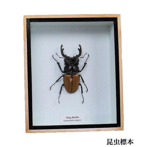 楽天市場】昆虫の標本 シャムオオキバノコギリカミキリ Dorysthenes