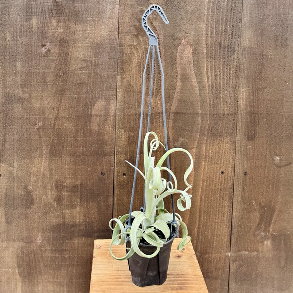 楽天市場】観葉植物：チランジア エアープランツ カーリースリム R