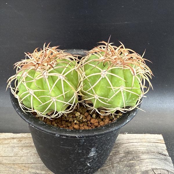 楽天市場】サボテン：フェロカクタス 柿崎氏刈穂玉×神仙玉*幅9cm