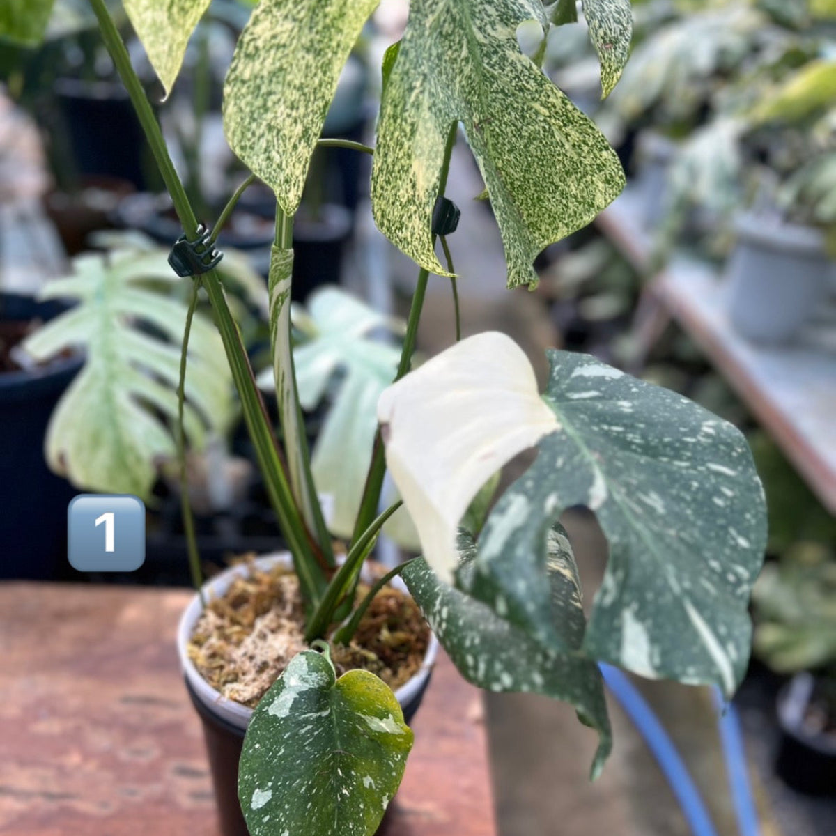 希少】モンステラ・デリシオーサ 'タイコンステレーション【スター